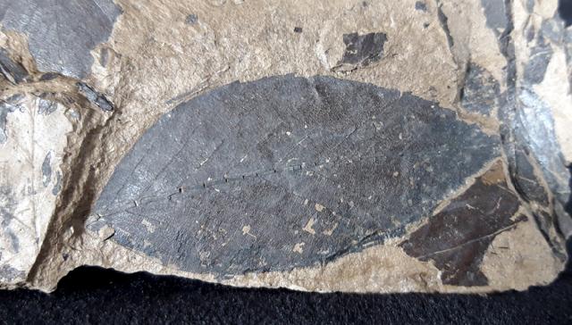 Fagus sylvatica (LINNAEUS 1755) - Bild © FossNet FossilienStore